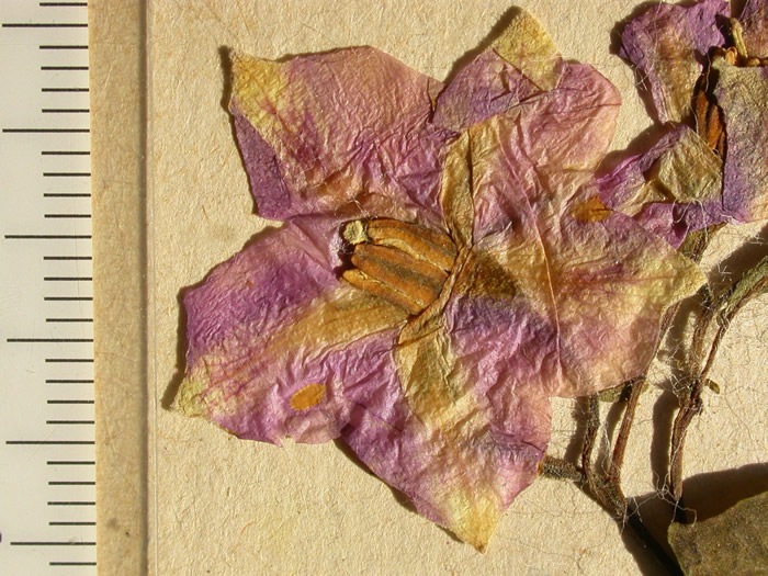 s. stenotomum  holotypus 1681 corolla